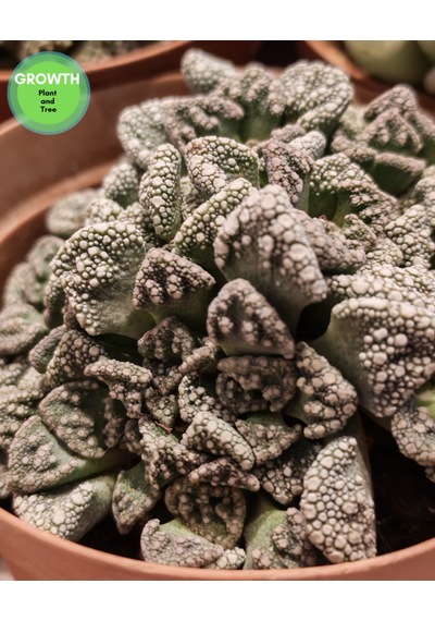 Titanopsis Calcarea Sukulent 1 Adet