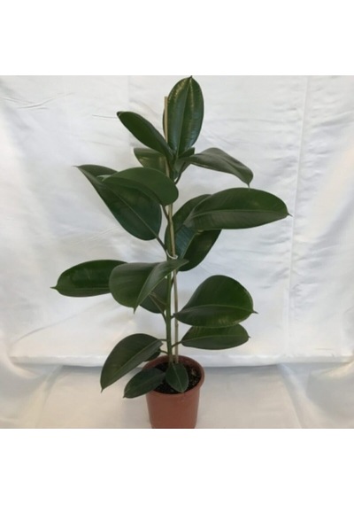 Videolu Kauçuk Bitkisi1 Adet Saksılı 60-80cm Ev Ofis Salon Bitkisi Iç Mekan Bitki Ficus Elastica