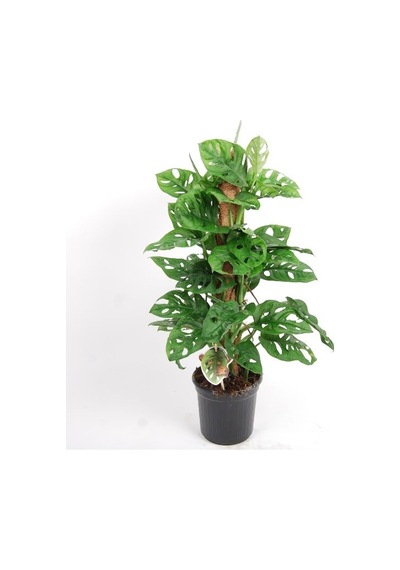 Delikli Monstera (Monstera Adonsonii Monkey Mask) Sopalı
