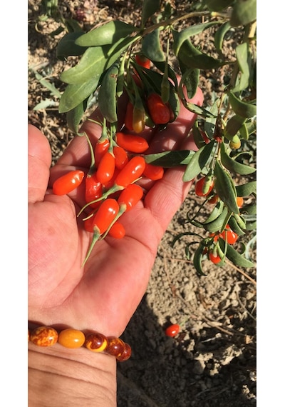 2 Adet Gojiberry Fidanı Gojiberryturkiye Farkıyla 1 Yaş 100 Cm