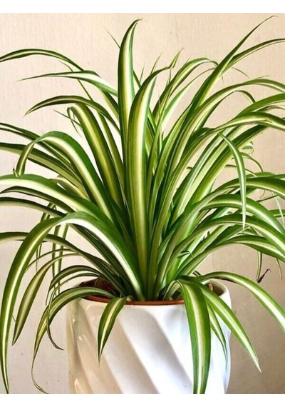 Çok Avantajlı Kurdele Çiçeği Büyük Bol Köklü Iç Mekan Bitkisi Chlorophytum Comosum 30-50cm