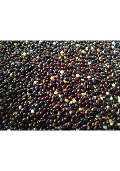 Siyah Darı Kuş Yemi Dökme Siyah Darı 500 Gram
