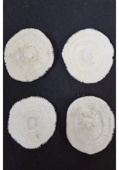 Mantar Mercan Dekoratif Parça Mushroom Coral 9dm