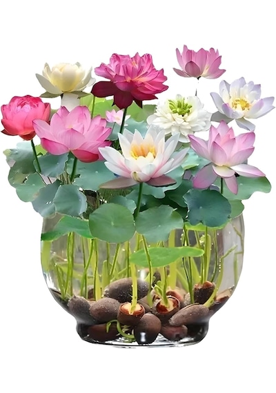 10 Adet Tohum Nadir Asya Karışık Lotus Nilüfer Çiçeği Su Zambağı