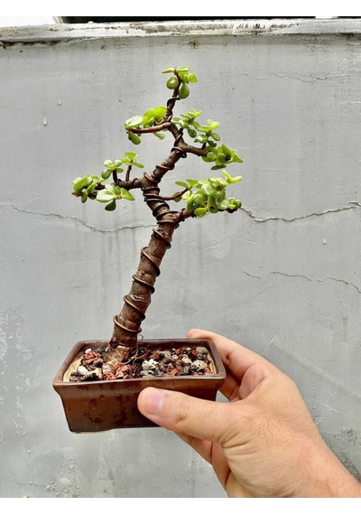 Özel Saksıda Para Bonsai Şans Ağacı