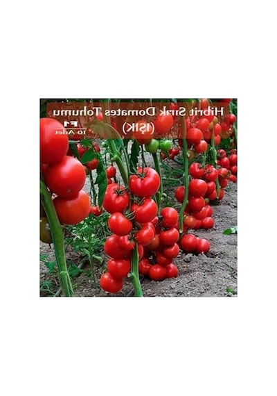 Hibrit Sırık Domates Tohumu Işık 10 Adet F1 Hibrit Domates Tohumu