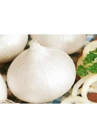 70+ Tatlı İspanyol Beyaz Soğan Tohumu N112710