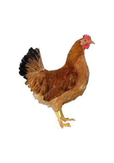 Misir Buğday Karişimi Özel Yem Tavuk - Hindi - Ördek - Güvercin 3  Kilo