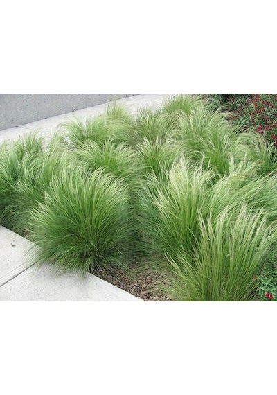 Stipa - At Kuyruğu Çimi 5'li Set -Otsu Yer Örtücü Bitki