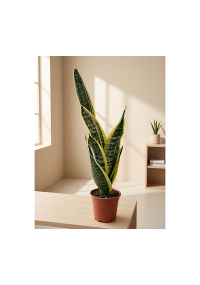 Paşa Kılıcı Sansevieria Laurentii 55-60cm