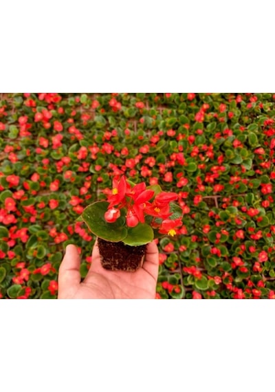 Begonya Çiçeği Kırmızı Begonıa Semperflorens 90 Adet