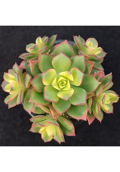 Aeonium Kiwi Gökkuşağı Sukulent 10 Adet