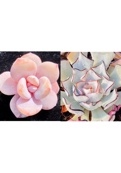 10 Adet Echeveria Laui Succulent Tohumu