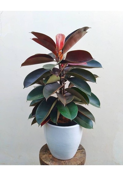 Kauçuk Ficus Elastica 40- 60 Cm 2 Adet
