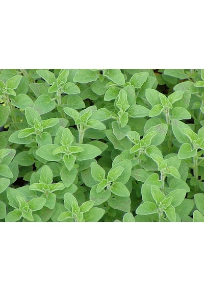 500+ Mercan Köşk Oregano Yeşillik Tohumu N112462