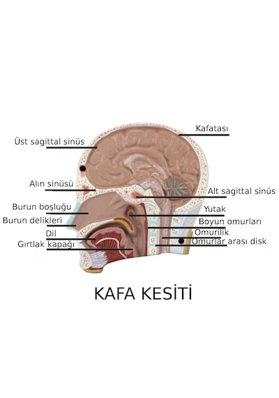 İnsan Vücudu Modeli Torso 50 Cm 11 Parça Cinsiyetsiz Kaideli 1