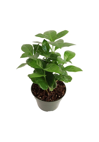 Kahve Bitkisi (Coffea Arabica) 20  cm
