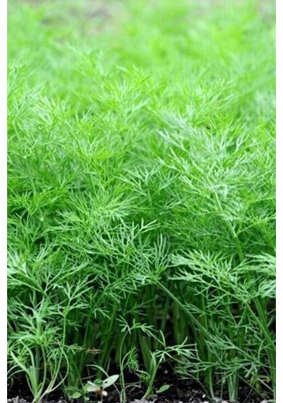 Dere Otu Tohumu 10 Gr 0,5 Mm-10 Metre