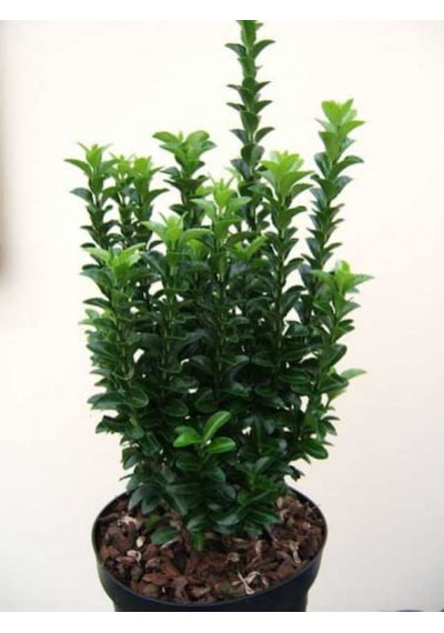 Yeşil Taflan Fidanı 20-40 Cm