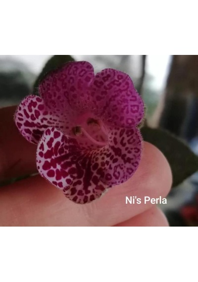 Özel Tür Ni's Perla Kohleria Japon Küpelisi Çiçeği Fidesi Mini Potta