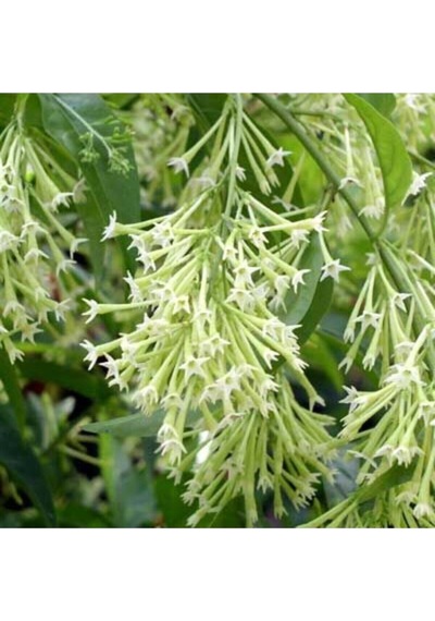 Kokulu Melisa Çiçeği Fidanı 30-45 Cm Saksılı Çiçekli Bodur Bitkiler Lemon Balm