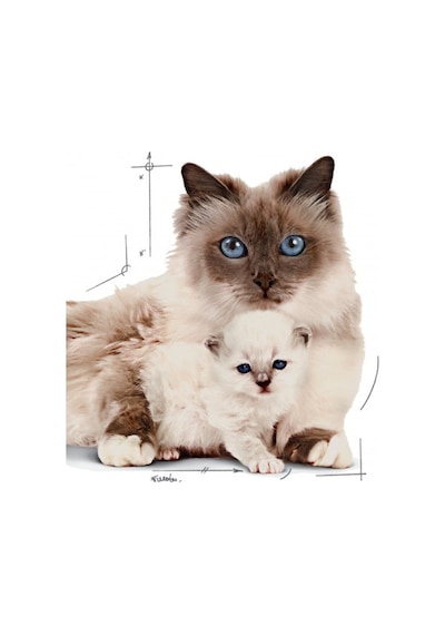 Royal Canin Babycat Instinctive Konserve Yavru Kedi Maması 195 G