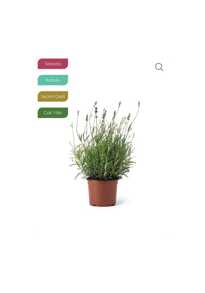 Bitkim Sende Lavanta Fidanı İngiliz Lavandula Angustifolia Hidcote, Saksıda, Kokulu, Çiçek Açan, Çalı
