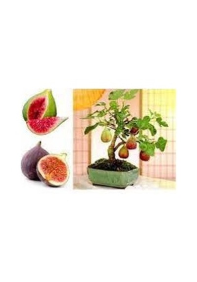 20 Adet Tohum Nadir Siyah Incir Ağaç Ağacı Bonsai Tohumu Siyah Ye