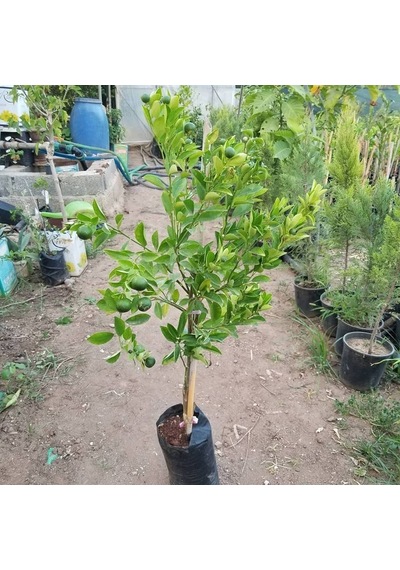 4 Yaş Aşılı Calamondin Süs Mandalinası Fidanı. Torbada N11.305