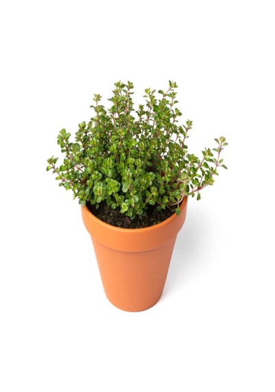 Aromatik Bitki Kekik Fidesi, 1 Adet Saksılı, 20-30 Cm, Thymus