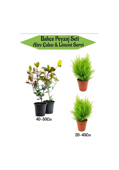 Bahçe Peyzaj Seti 2 Adet Alev Çalısı+ 2 Adet Limoni Servi Fidanı