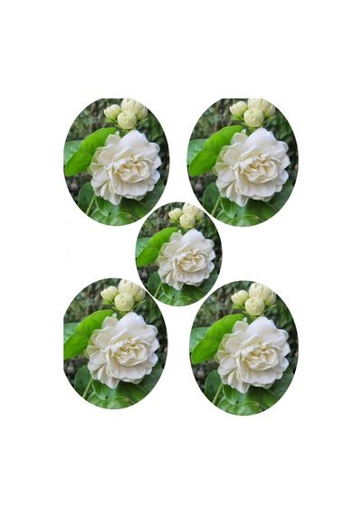 Videolu Katmerli Full Yasemin Çiçeği Fidanı 30-70 Cm 5 Adet Saksılı/tüplü Jasmine Flower