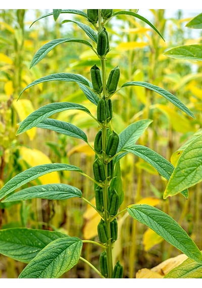 Aysenin Susam Yağı / Sesame Oil 50 ML.