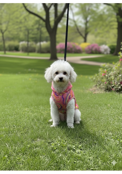 Patilinka Kedi Köpek Kışlık Kıyafet Gökkuşağı Pembe Yağmurluk