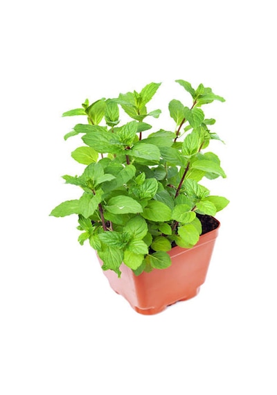 Videolu Mini Saksıda Nane Fidesi 1 Adet Saksılı/ Tüplü 10-15 Cm Mentha
