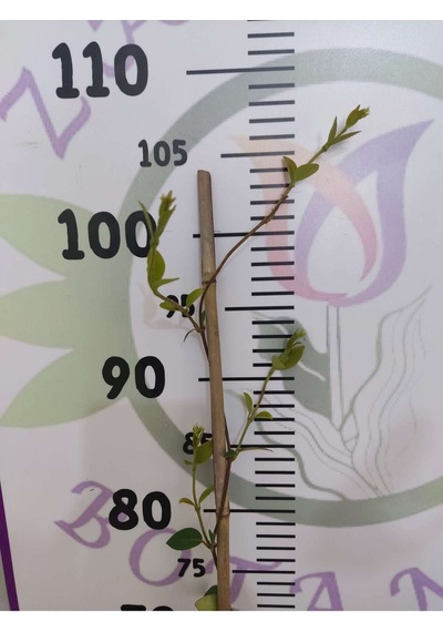 Arap Yasemini Rhyncospermum Jasminoides 40-60cm- Hoş Kokulu Ve Dayanıklı Sarmaşık Bitkisi
