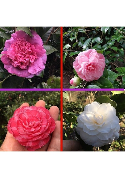 Tüplü Mixed Kamelya Fidanı 10-20 Cm 2 Adet