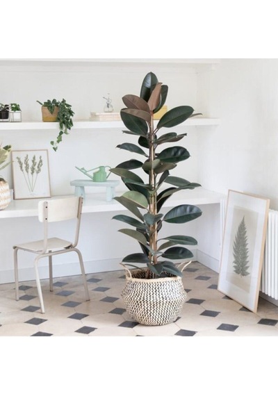 Kauçuk Bitkisi Çift Dal 100cm