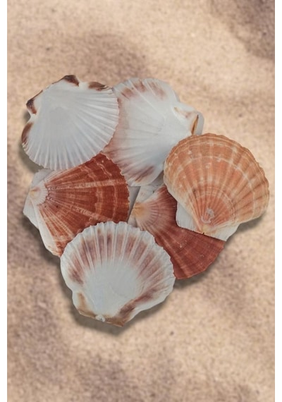 Scallop Shell Deniz Kabuğu Büyük Boy 6-ss