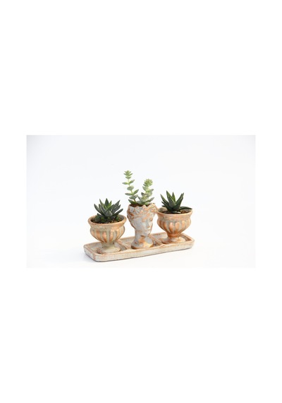 Trio Helen Orange Sukulent Seti - Haworthia Pumila. Crassula