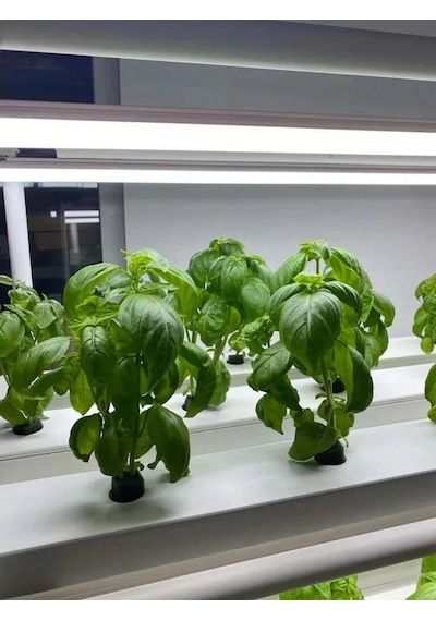 Bitki Yetiştirme Led'i 120 Cm Proseri