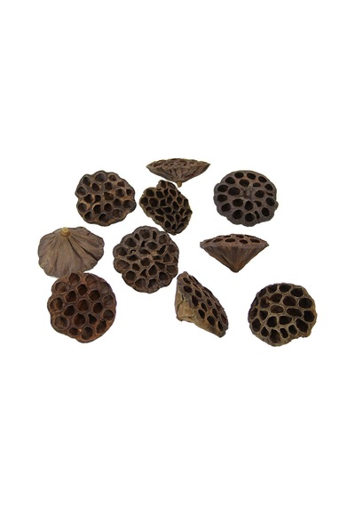 Kurutulmuş Lotus Natürel 20 Li-10403