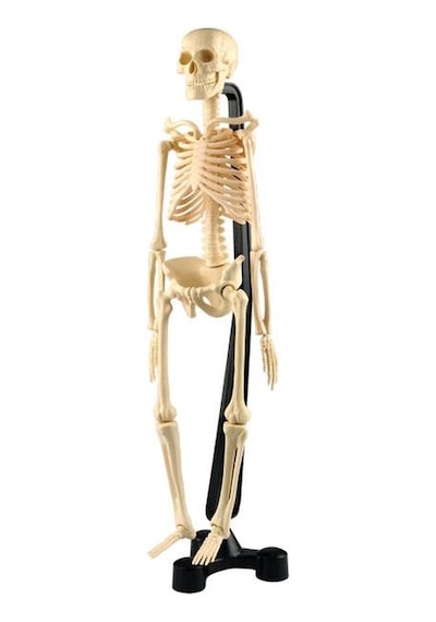 Insan Iskelet Modeli 46 Cm