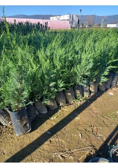 Videolu Yeşil Yapraklı Leylandi Fidanı 40 60 Cm 10 Adet Dış Mekan Bitkisi Cupressus
