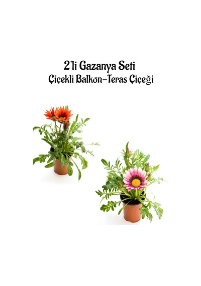Kırmızı-pembe Beyaz Gazanya Çiçeği 2 Adet Saksılı 10-20cm Balkon/teras Çiçeği Diğer