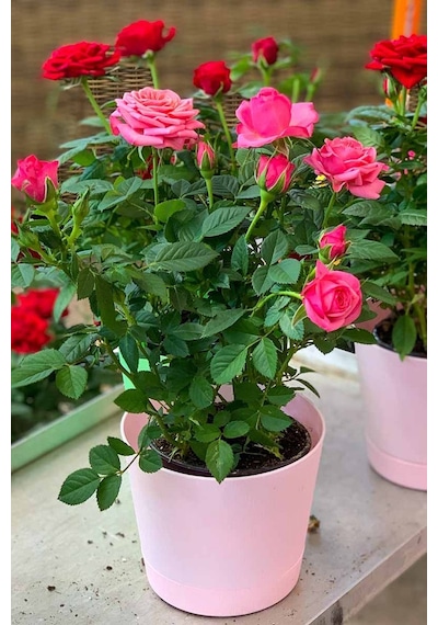 Mini Gül Minyatür Saksı Gülü Pembe 3 Adet