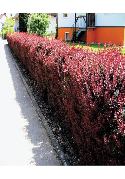 1 Adet Roket Berberis Çiti Fidanı 40-80cm Saksılı Rocket Barberry