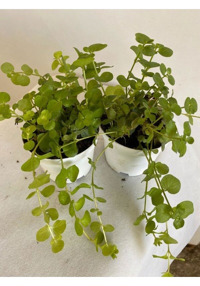 Altın Kolye Sarkıcı Bitki 8,5 Saksıda 1 Adet 10-20 Cmlysimachia Nummularia