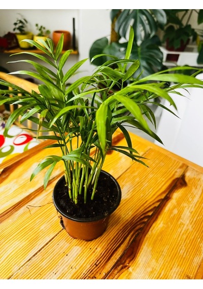 Dağ Palmiyesi - Chamaedorea Elegans - 25cm 6299