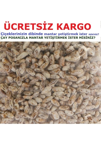 2000 Adet Beyaz Şapkalı KüLür Mantarı Tohumu N116265